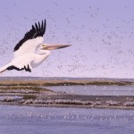 Gull Crossing - White Pelican