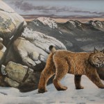 Missing Lynx - Canada Lynx